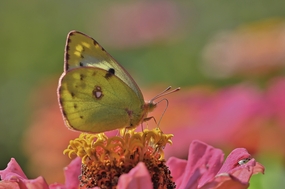 停歇在花蕊上的黄色蝴蝶图片